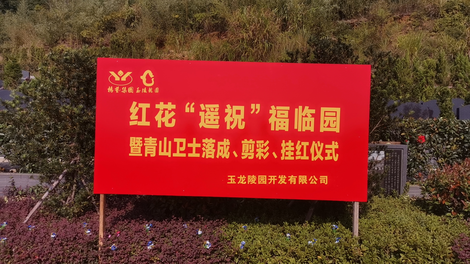 红花传爱意，情满玉龙园！