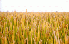 稻谷飘香迎丰年|人生就是博官网出产基地奏响丰登乐章